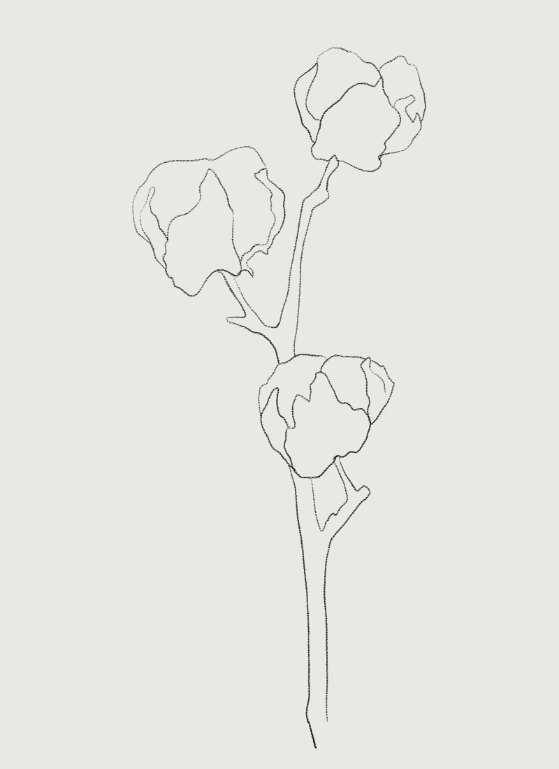 Cotton