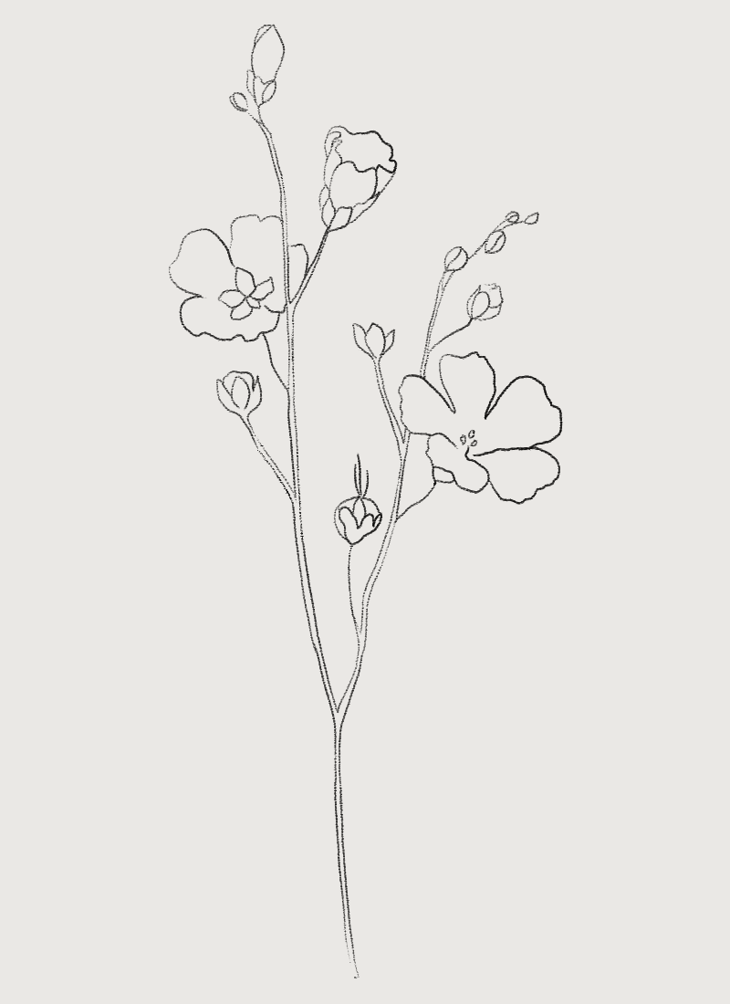 Linen